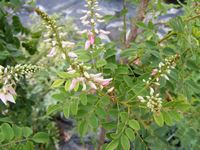 Indigofera frutescens 